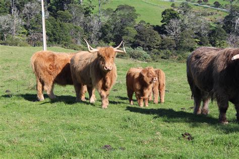 Gallery Clan Macleod Society Of New Zealand