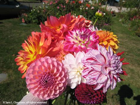 Dahlia bouquet | Sara's Fave Photo Blog