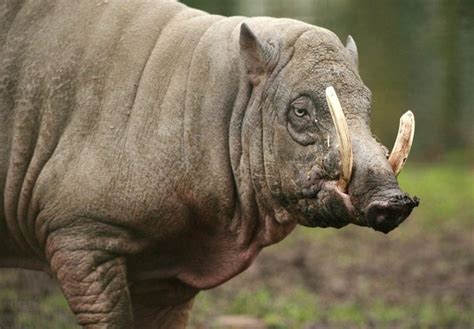 Weird Animal Photos: 30 Bizarre Creatures You Won't Believe Are Real ...