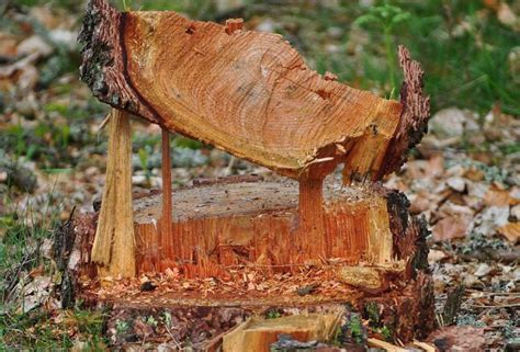 Wycinka drzew i krzewów zmiany przepisów zaopiniowane pozytywnie