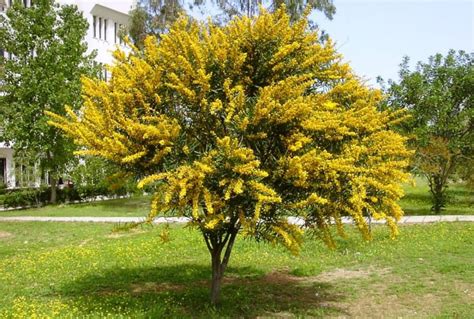 Rbol Lluvia De Oro Caracter Sticas Y Cuidados Jardinus