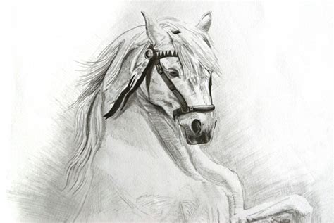 pencil sketch horse – Genevieve Revell