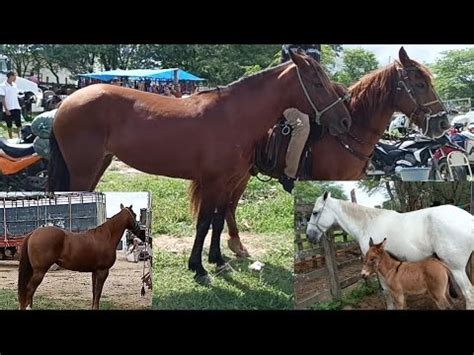 Feira De Cavalo Top De Luxo Cavalo De Vaquejada E Cavalo De Correr Boi