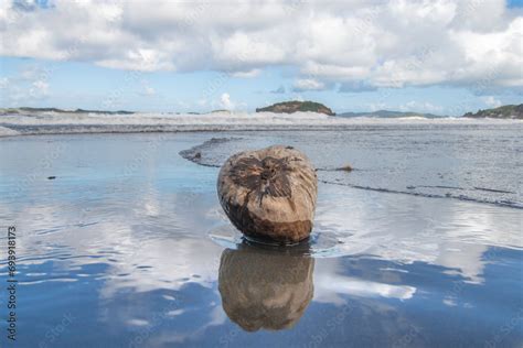 Noix De Coco Sur La Plage De Sainte Marie En Martinique Avec Le Tombolo