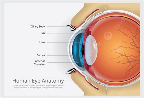 Human Eye Anatomy Vector Illustration Template Download On Pngtree