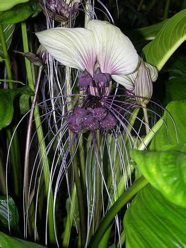 White Bat Plant - Ten Random Facts