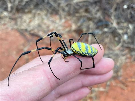 Joro Spiders Are An Invasive Species Known For Parachuting Through The