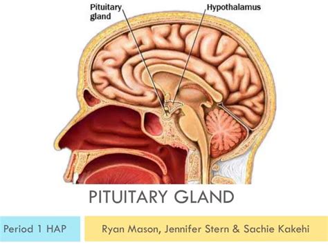 Anatomy Of Pituitary Gland