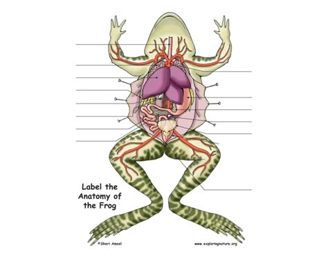 Frog Label (Internal Organs) Quiz