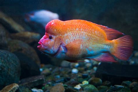 Midas Cichlid Vs Red Devil Wiki Point