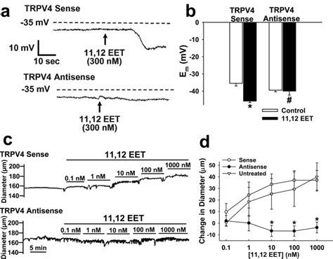 Trpv4 Downregulation Blocks 11 12 Eet Induced Smooth Muscle Download Scientific Diagram