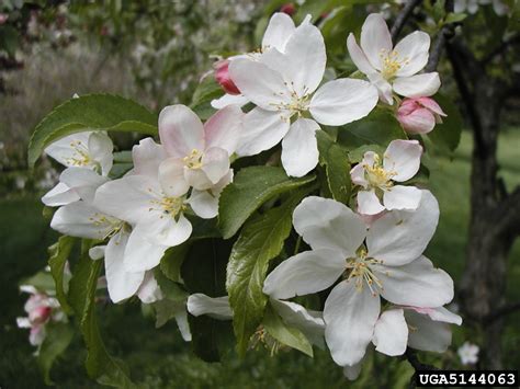 Crabapple And Apple Genus Malus