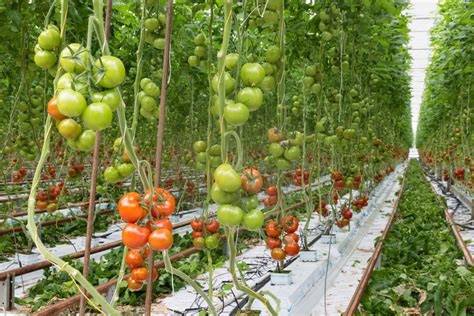 5 benefits of greenhouse farming and how to start