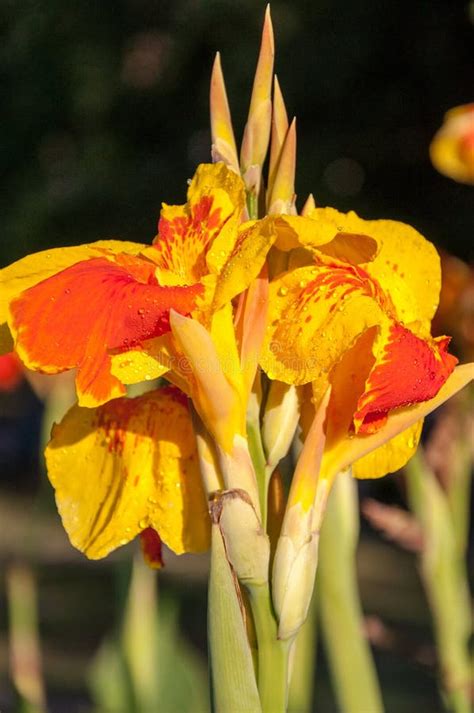 Canna Amarillo Rey Humberto Flor Imagen Rara Tomada En India Imagen De