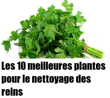 Les Meilleures Plantes Pour Le Nettoyage Des Reins Sant Nutrition