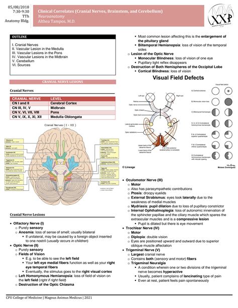 SOLUTION Neurology Clinical Correlation Of Cranial Nerves Brainstem