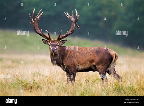 Red deer (Cervus elaphus) stag with huge antlers in grassland at Stock ...