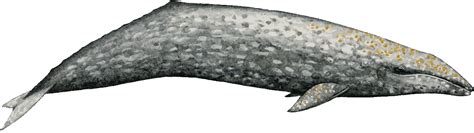 Gray Whale Facts - Ocean Conservation Society