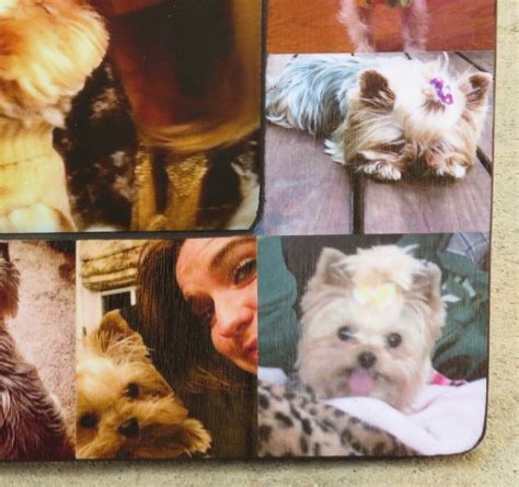 Pet Memorial Frame Pet Collage Picture Frame Personalized - Etsy