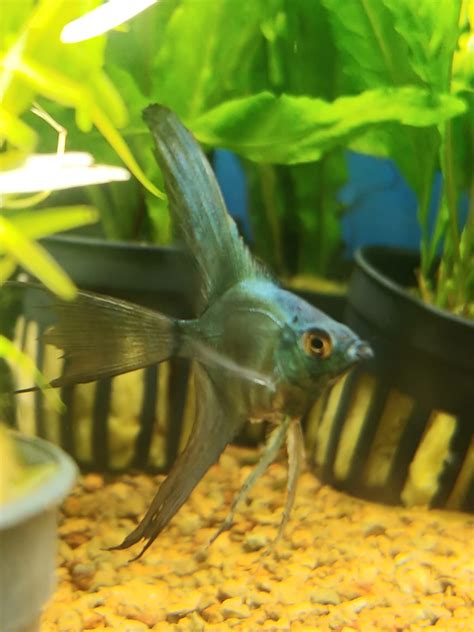 Avatar Zebra Angelfish Pterophyllum Scalare Aquapets