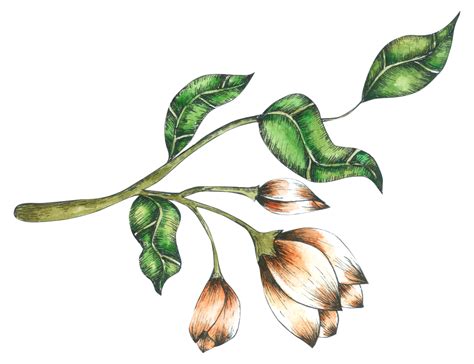 Flower Watercolor Hand Paint 10829449 Png