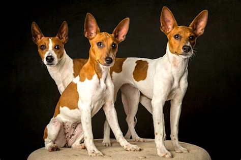 Rat Terrier Information