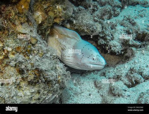 Graue Muräne Gymnothorax griseus Unterwasser Foto Tauchplatz Umm