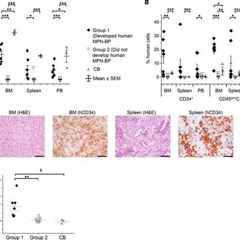 MPN BP SCs Retain The Capacity To Differentiate Into Mature Myeloid And