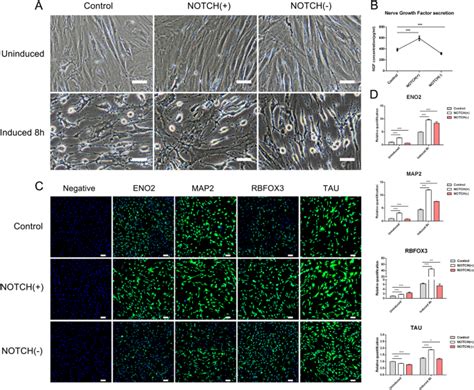 Molecular Mechanism Underlying Mir P Regulation Of Adipose Derived