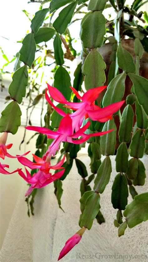 How To Care For A Christmas Cactus Plant Aka Schlumbergera Or Zygocactus Reuse Grow Enjoy