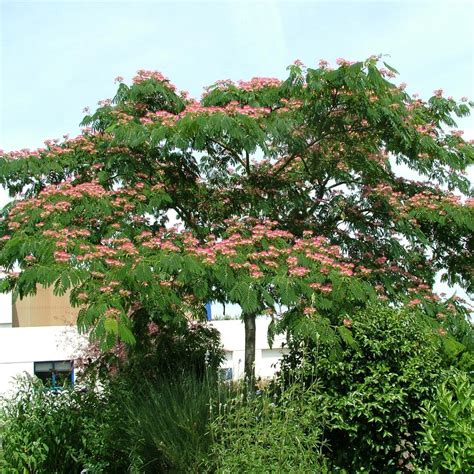 Albizia Julibrissin Ombrella Planten Kopen Bij Coolplants