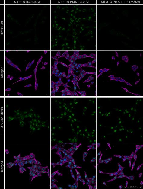 Anti ERK1 Phospho T202 Y204 ERK2 Phospho T185 Y187 Antibody