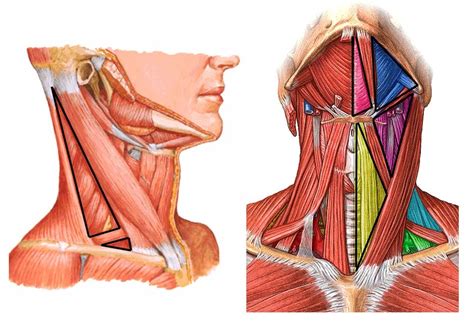 Triángulos del cuello Diagram Quizlet