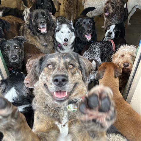 LUCKY DOG PET LODGE - Bloomington MN - Hours, Directions, Reviews