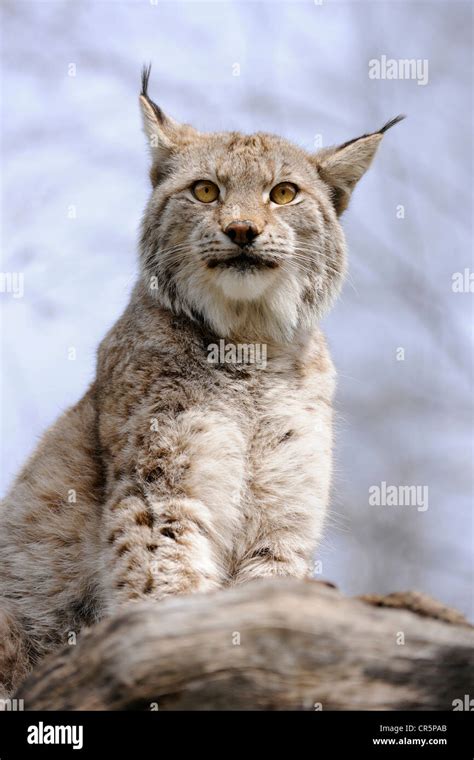 Lynx (Lynx lynx), Tierpark Suhl zoo, Thuringia, Germany, Europe Stock ...