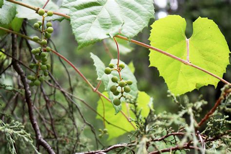 Vitis Arizonica Canyon Grape Payson Tonto National Fore Flickr