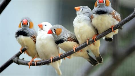 Zebra Finch The Finches Of Serenity Serenity Aquarium And Aviary Services