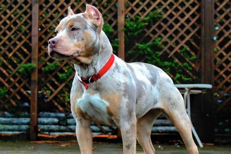 Tri Color Pitbull What Color Combinations Are There Genetics Explained