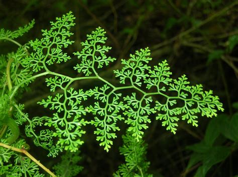 Fractals In Nature Fractals In Nature Fractals Geometry In Nature