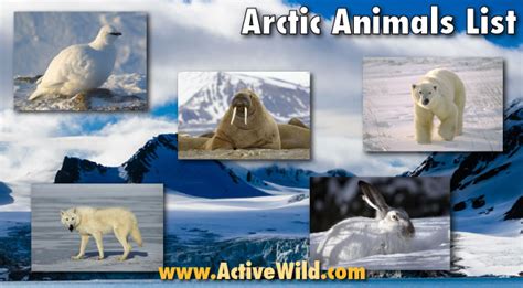 Arctic Animals List With Pictures, Facts & Information