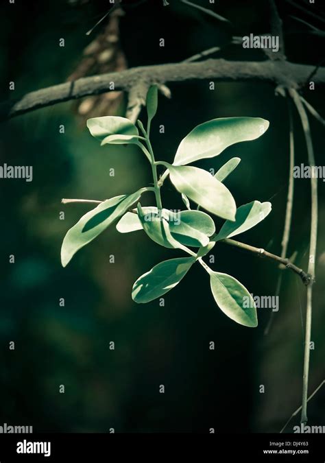 Santalum Album Hi Res Stock Photography And Images Alamy