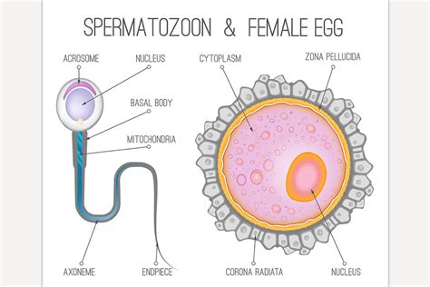 Female Egg Structure Custom Designed Illustrations ~ Creative Market