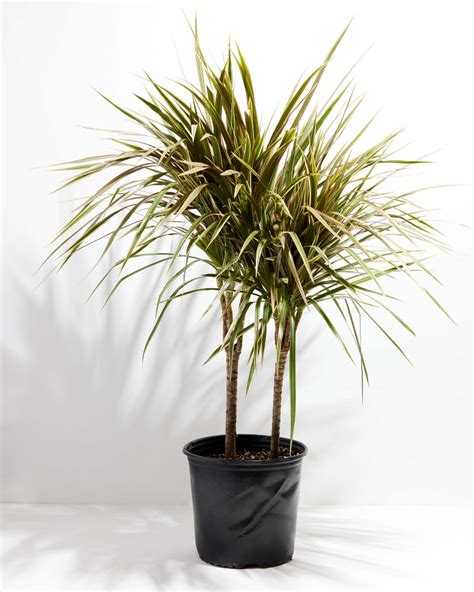 Dracaena Bicolor Cane Indoor Plants Lively Root