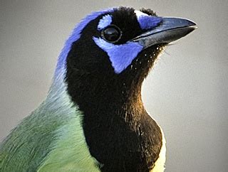 Bird of the Week: Green Jay • The National Wildlife Federation Blog ...