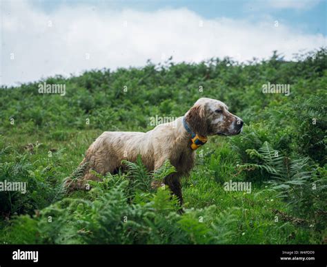 English setter hunting Stock Photo - Alamy