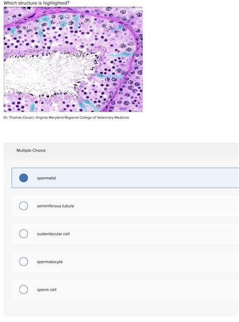 Solved Which Structure Is Hiahliahted Dr Thomas Caceci Chegg