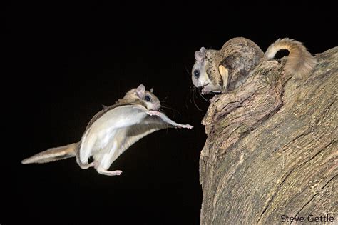 The Superheroes Of The Squirrel World: Flying Squirrels - Global Wildlife Conservation