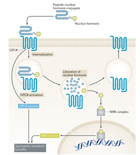 Nature Reviews Endocrinology On Twitter Check Out This Review On The