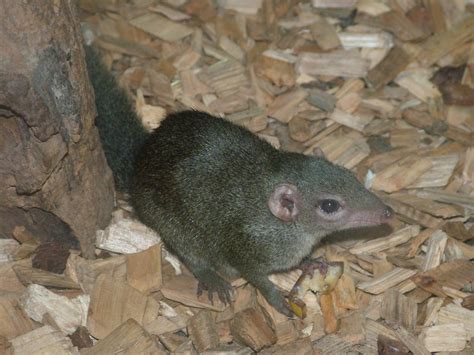 Common Tree Shrew at Tropical World 01/08/09 - ZooChat