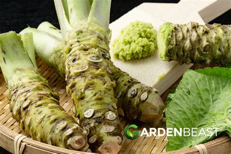 Wasabi Guide How To Grow And Care For Japanese Horseradish